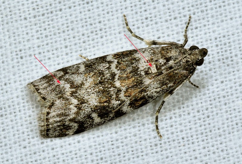 Pyralidae - Dioryctria abietella